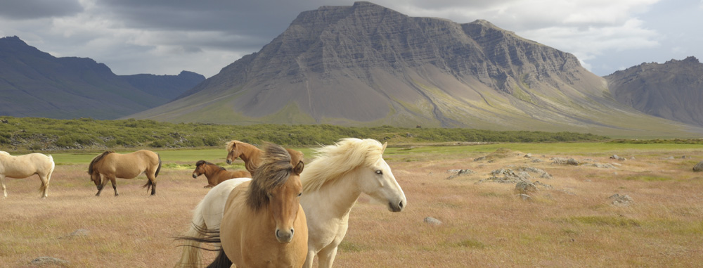 Limousinenservice Island | exklusiver Limousinenservice in Island